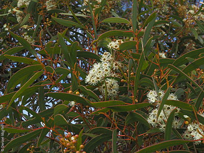 Eucalyptus gracilis f Denzel Murfet Cowell